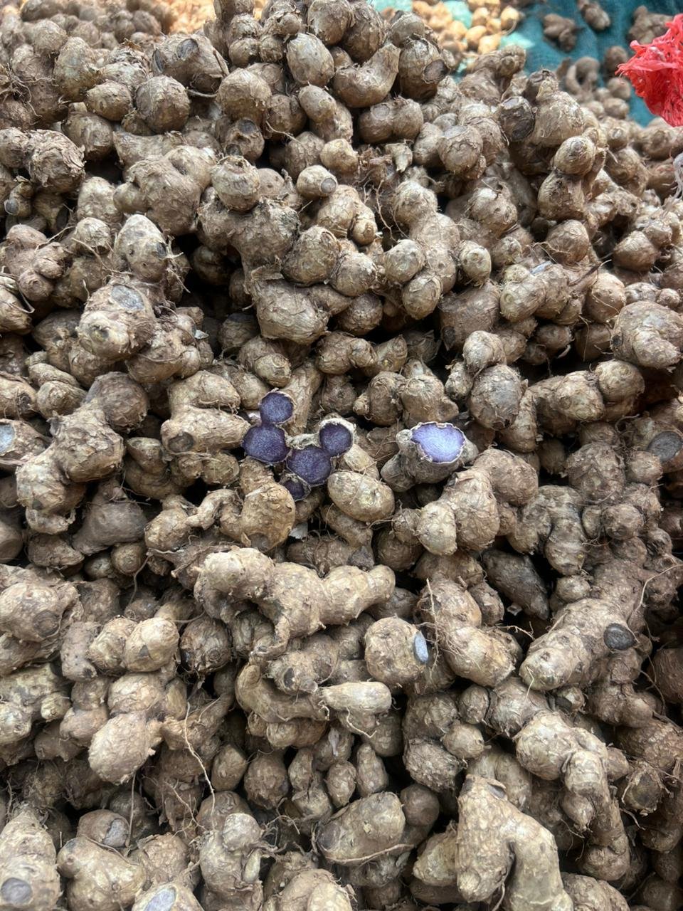 Black ginger