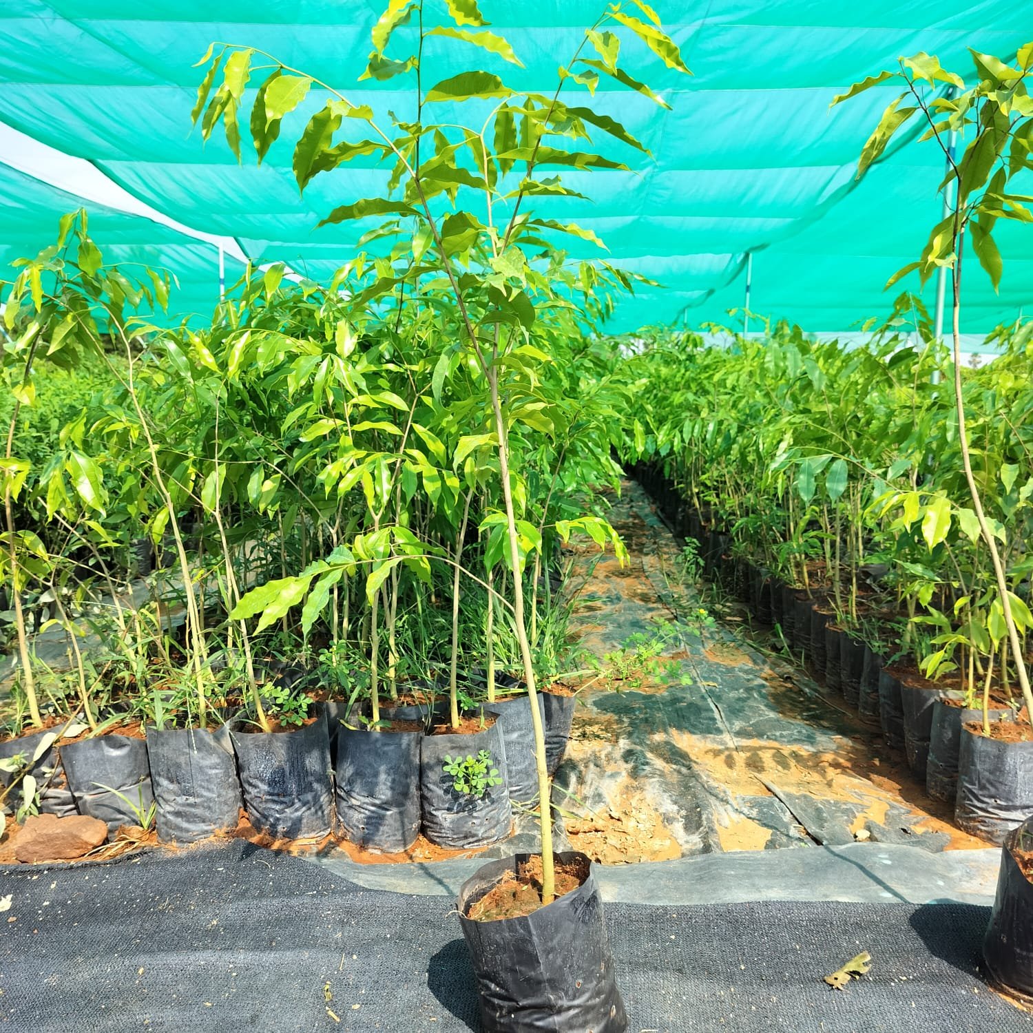 world green nursery bamboo and agarwood industry