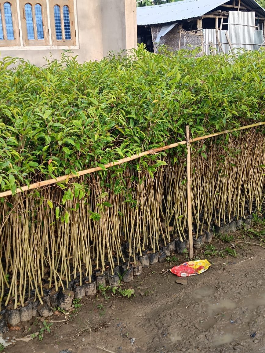 Agarwood plant - Image 2